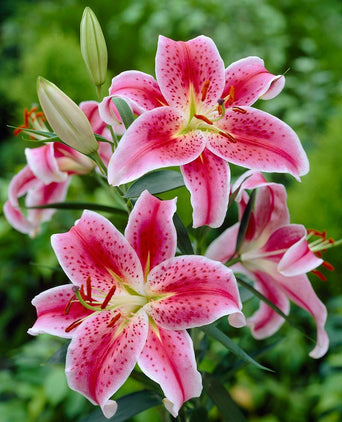 Urban-plants-oriental-lily-bulb_480x480.jpg