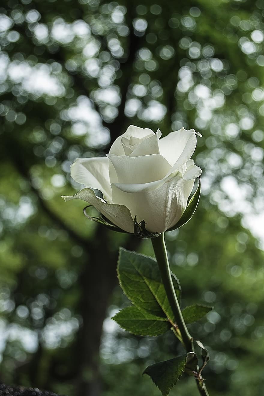 white-rose-rose-bloom-wild-rose-nature-white-flower.jpg