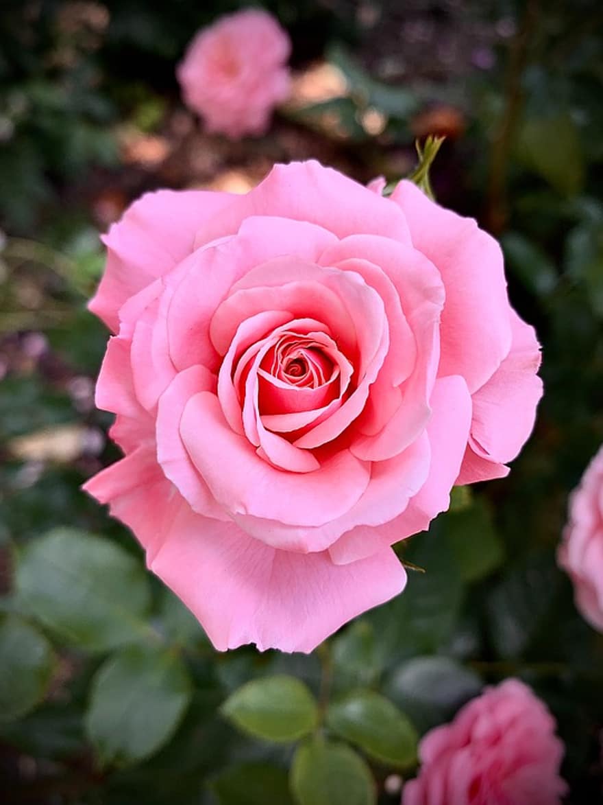 pink-rose-camden-london.jpg