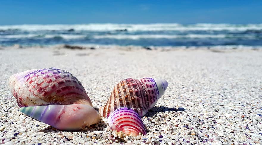 seashell-shell-shells-sea-ocean-beach-nature-marine-tropical.jpg