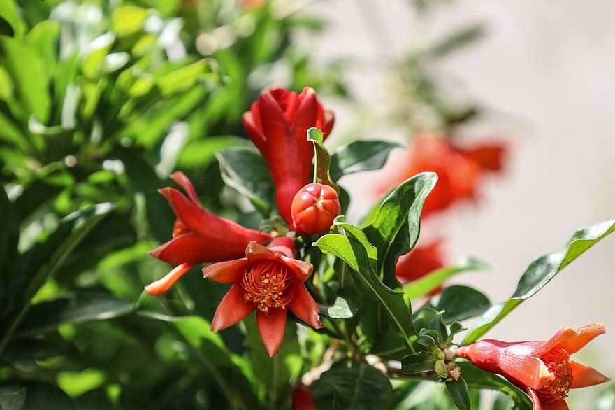 pomegranate-flowering-fruit-flower-summer-leaf-branch-tree-nature.jpg