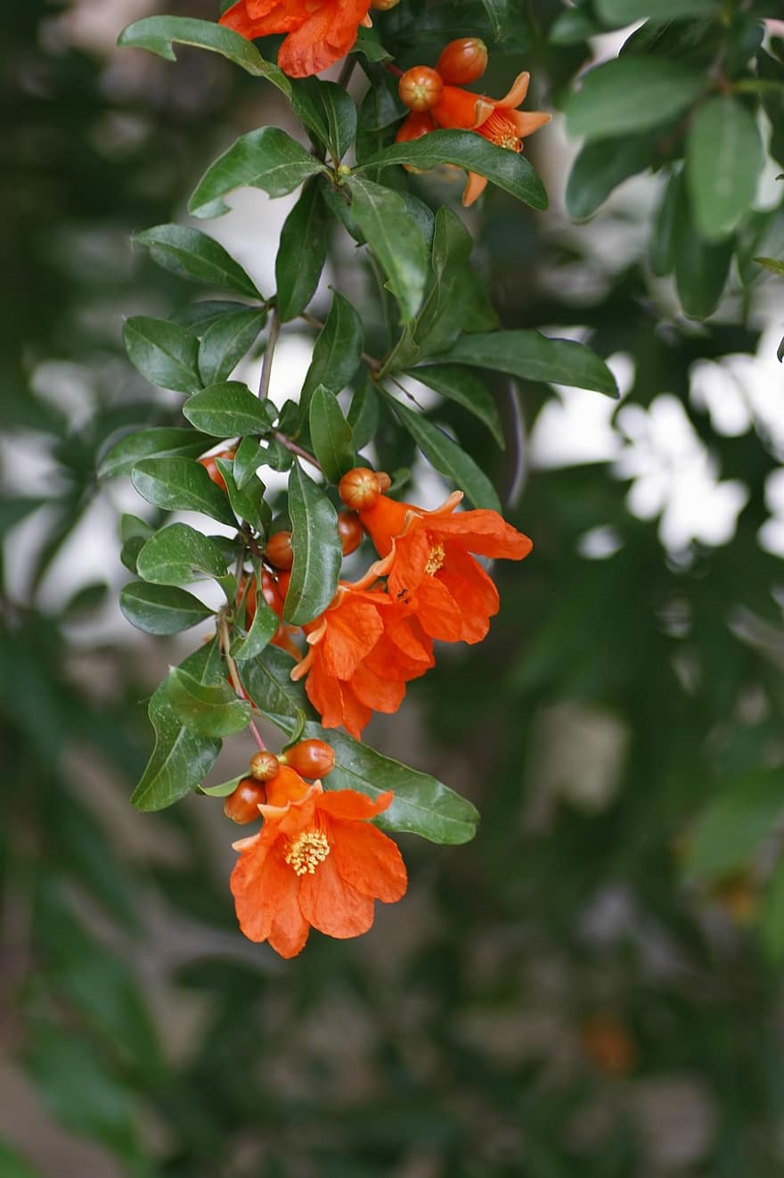 pomegranate-flower-red-fire.jpg