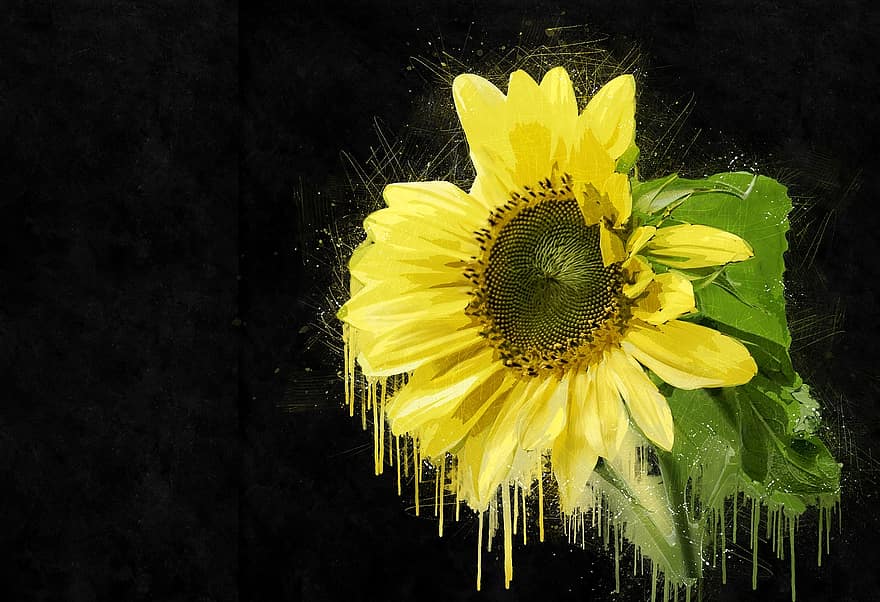 sunflower-plant-yellow-summer-nature-agriculture-blossom-natural-season.jpg
