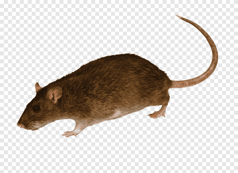 png-clipart-rat-2-black-mouse.png