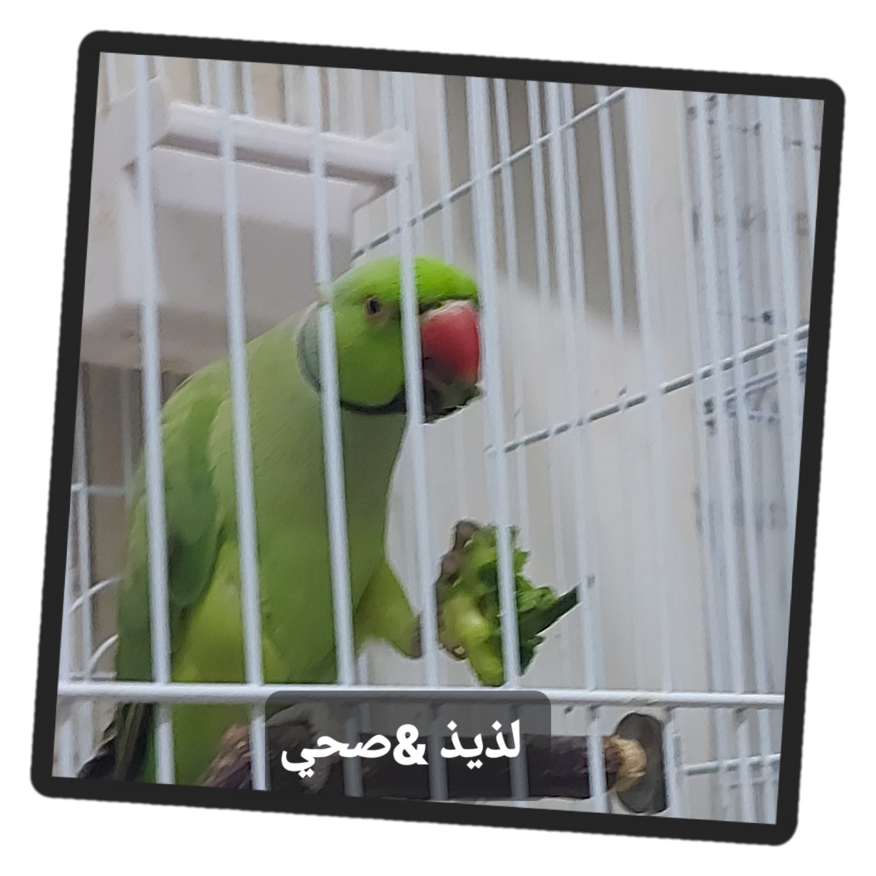 ٢٠٢٤١١٠٤_١٤٥٣٣٠.png
