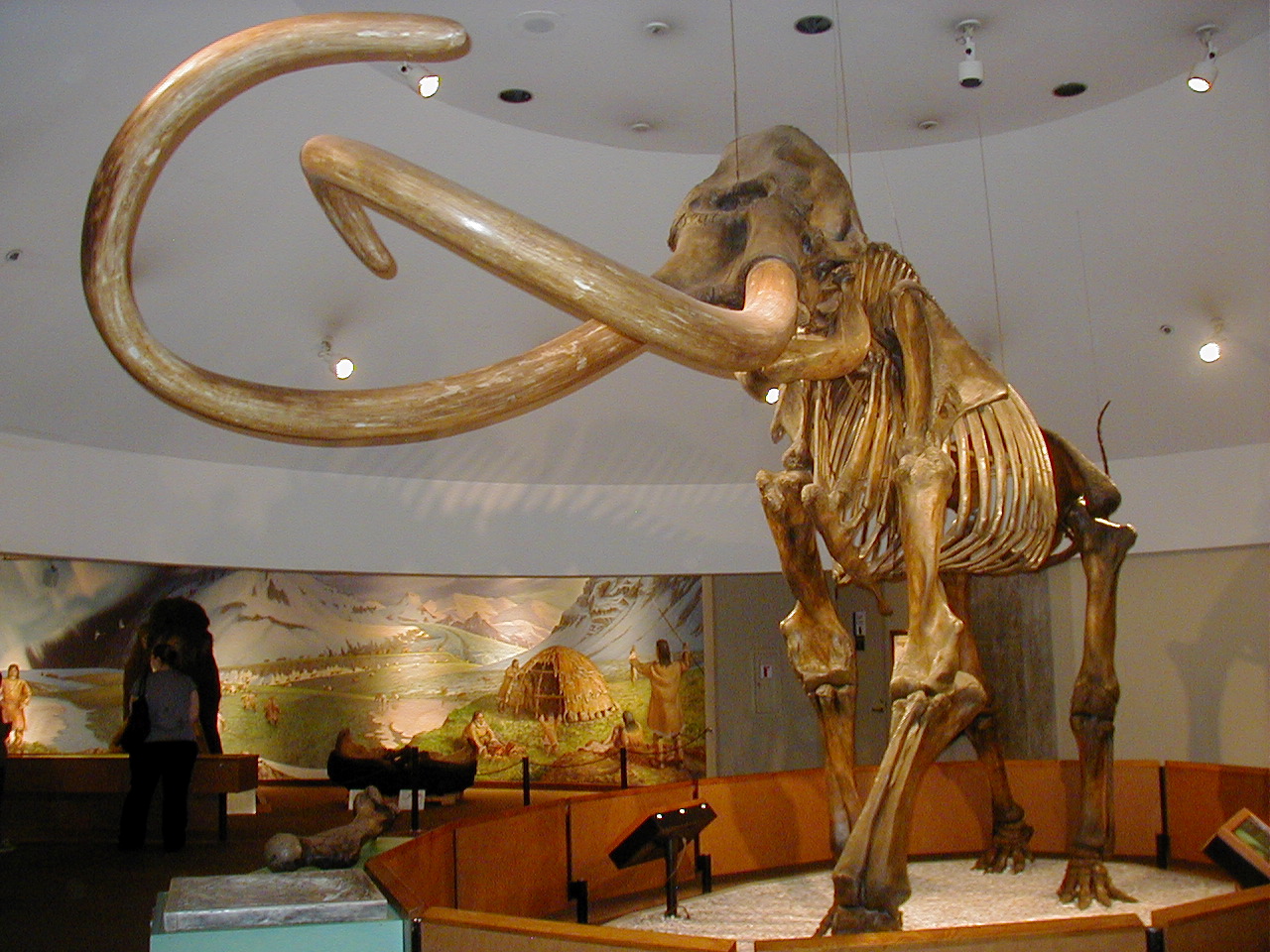 Columbian_mammoth.JPG