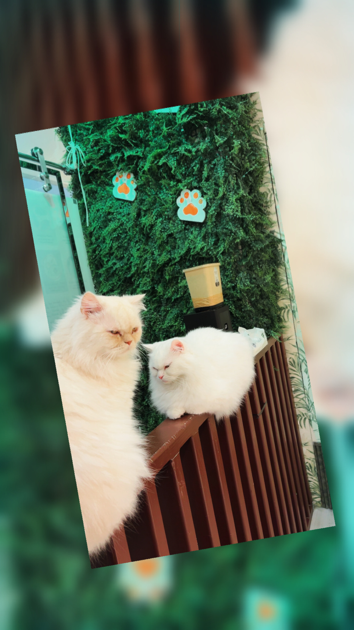 IMG_6610.jpeg
