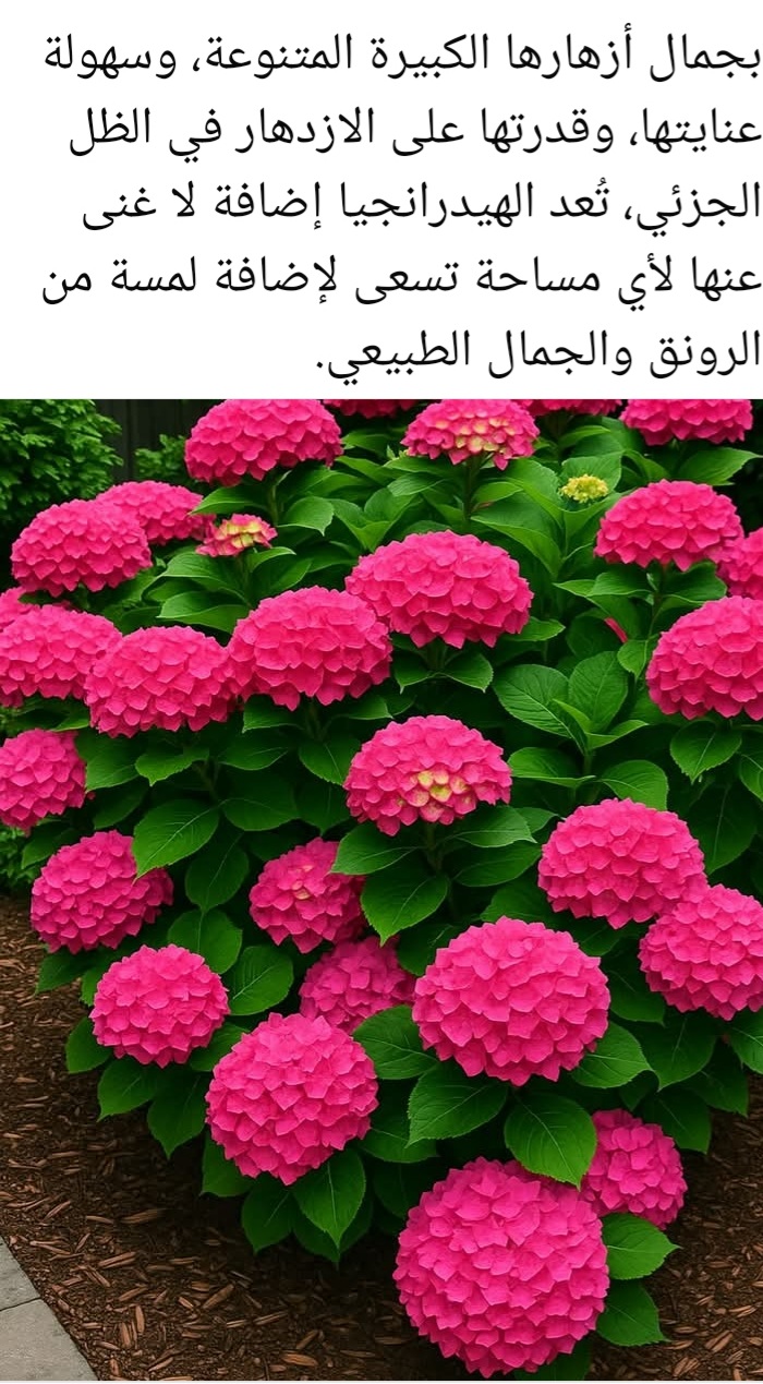 Screenshot_٢٠٢٥٠٦٢٢-٠٥٥٣٣٧_Facebook.jpg