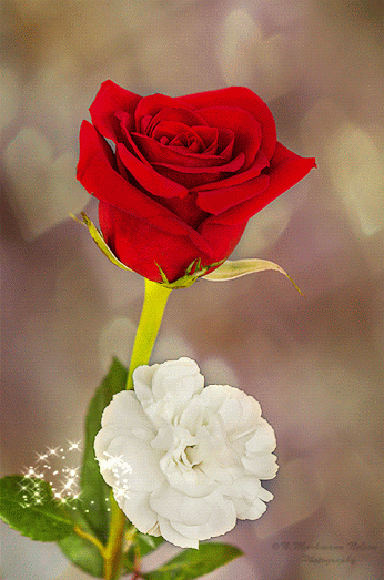 اروع صور الورد الرومانسيه