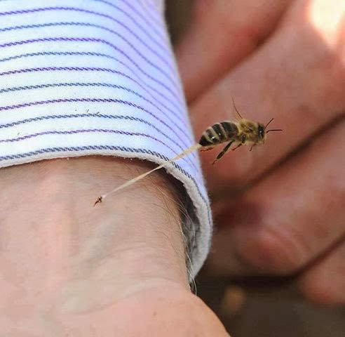 سبب موت النحله بعد القرصه