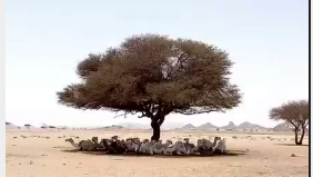 الشجرة
