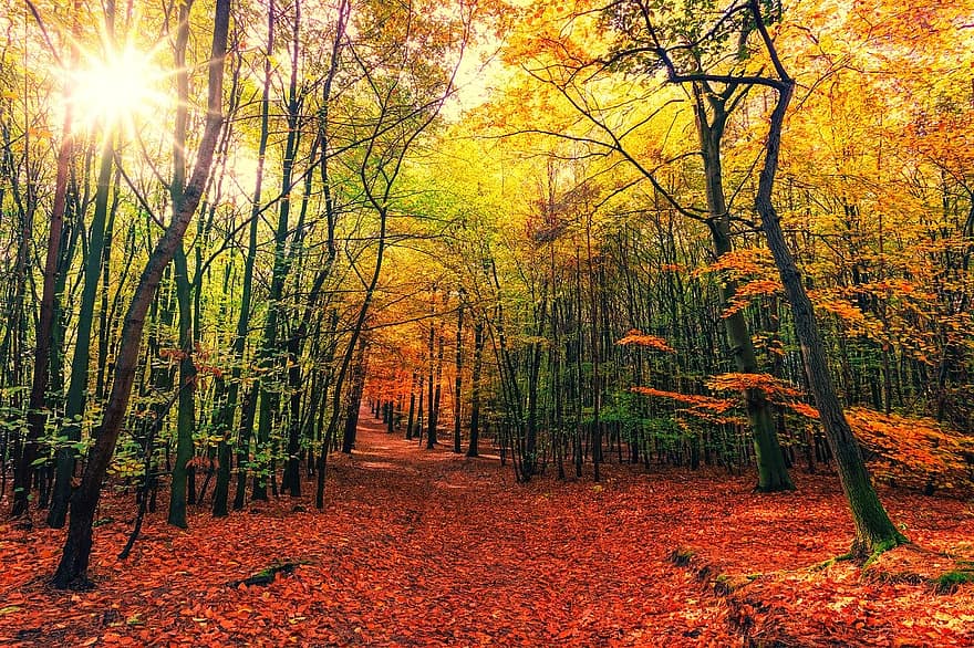 autumn-away-leaves-colorful-sun-nature-forest-landscape-path.jpg