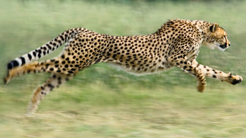 Cheetah.jpg