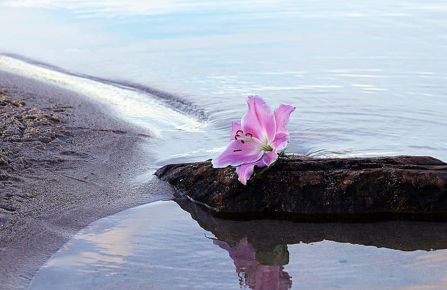 lily-flower-blossom-bloom-water-sand-beach-stone-nature.jpg