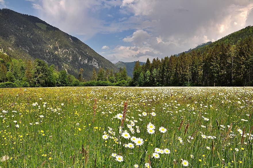 nature-landscape-spring-blossom-bloom-flowers-meadow-vision-marguerite-meadow.jpg