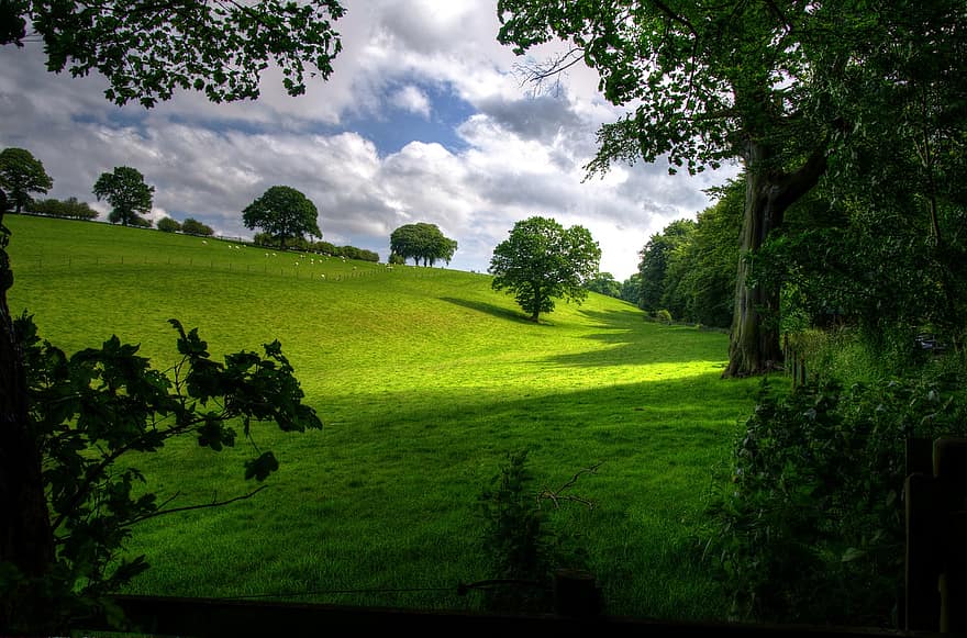 landscape-spring-wood-scenic-green-trees-nature-meadow-sun.jpg