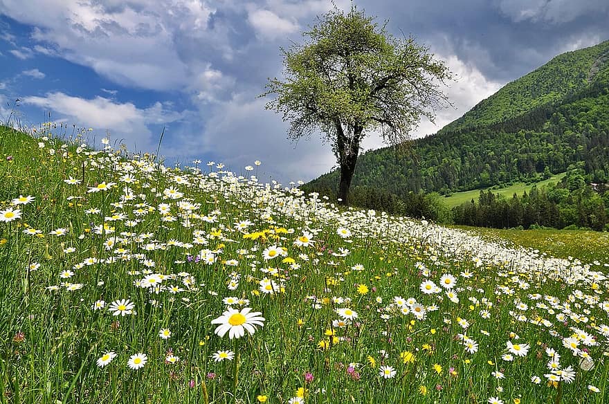 nature-landscape-meadow-flowers-spring-flower-meadow-marguerite-meadow.jpg