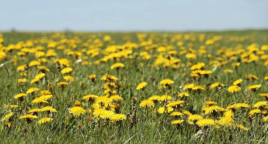 dandelion-meadow-dandelion-meadow-spring-yellow-summer-flower-nature-pointed-flower.jpg