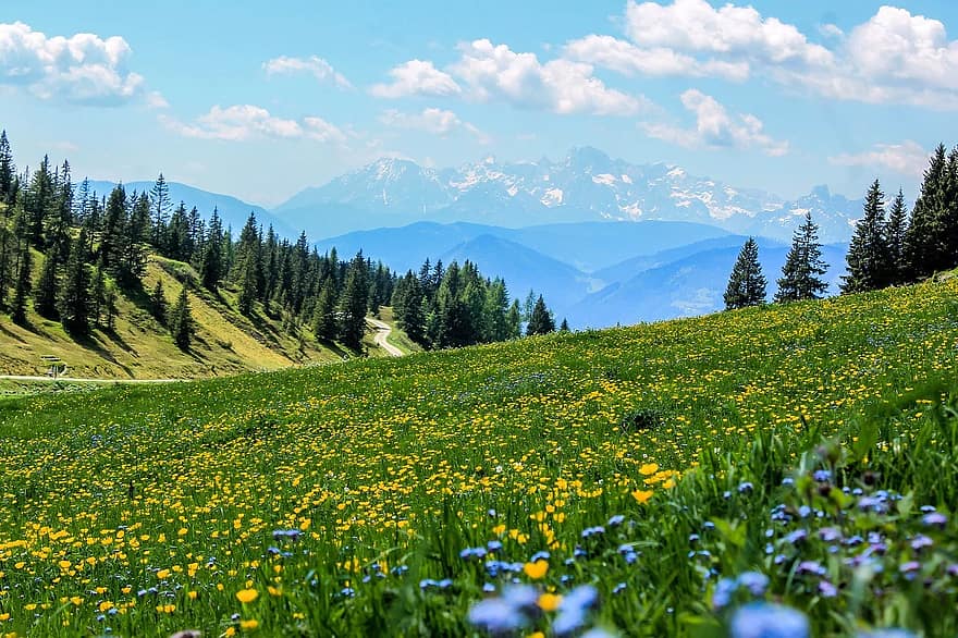 yellow-field-flowers-meadow-mountain-meadow-landscape-mountains-alps-alpine-scenery.jpg