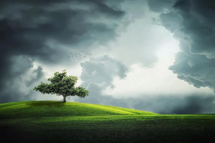 tree-summer-beautiful-park-green-grass-clouds-horizon-meadow.jpg