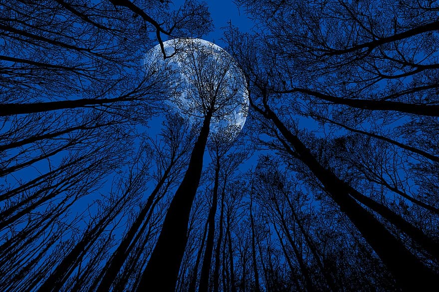 night-moon-night-sky-moonlight-blue-trees-dusk-darkness.jpg