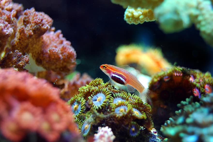 fish-coral-reef-sea-underwater-ocean-marine-animal-aquatic.jpg