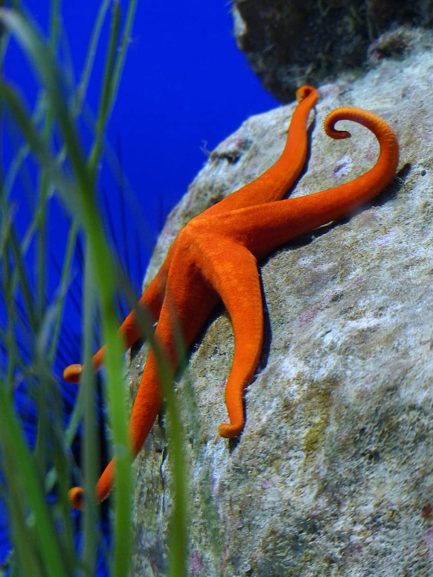 starfish-red-aquarium-red-starfish-leiaster-speciosus-splendor-starfish-meeresbewohner-sea-ani...jpg