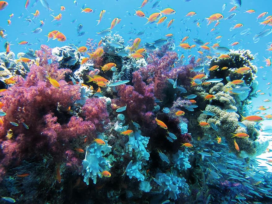 underwater-sea-fish-coral-nature.jpg