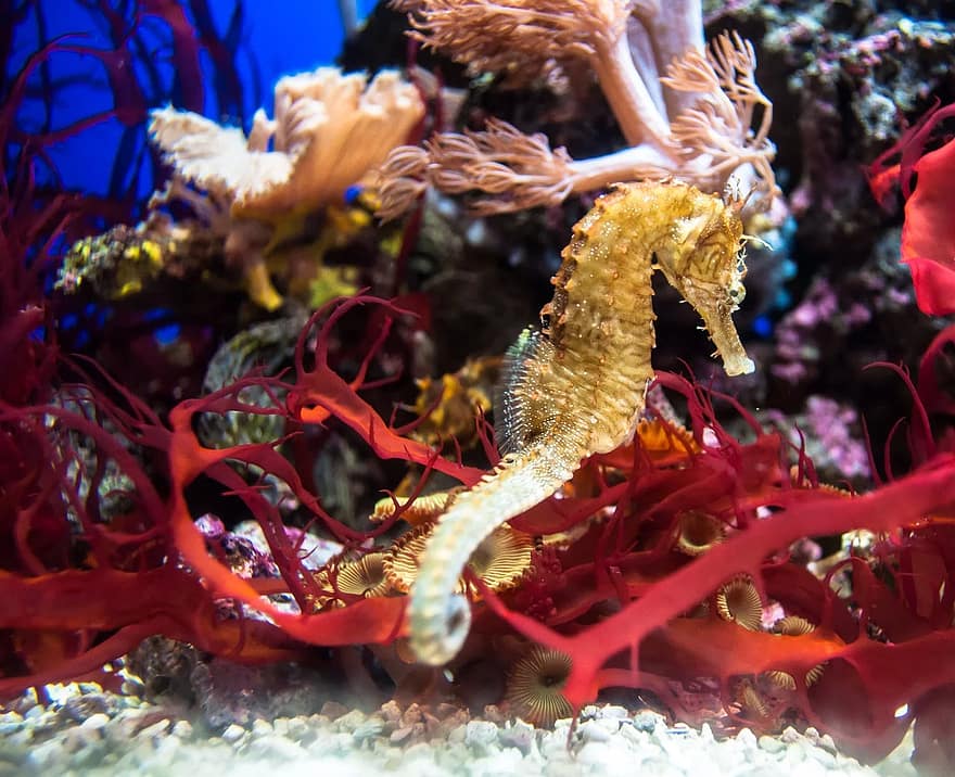 red-water-fish-golden-aquarium-seahorse.jpg