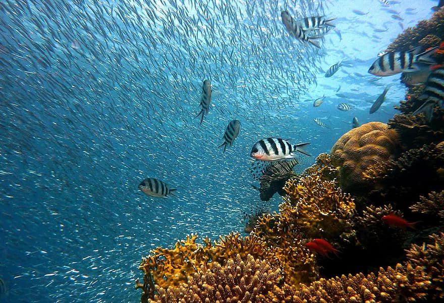 fish-underwater-diving-water-underwater-world-sea-coral-reef-colorful.jpg