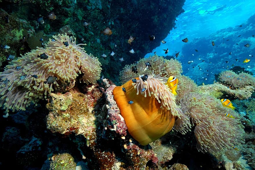 diver-sea-diving-under-water-diving-equipment-beneath-the-surface-coral-reef-draft-the-sea-bot...jpg