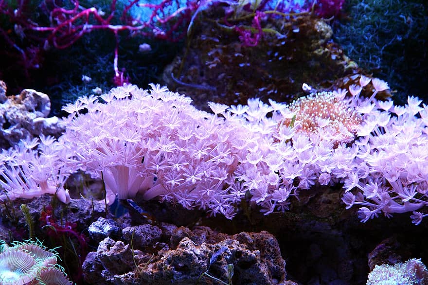 coral-polyp-aquarium-marine-aquarium-reefs-reef-aquarium-undersea-world-nature-underwater.jpg