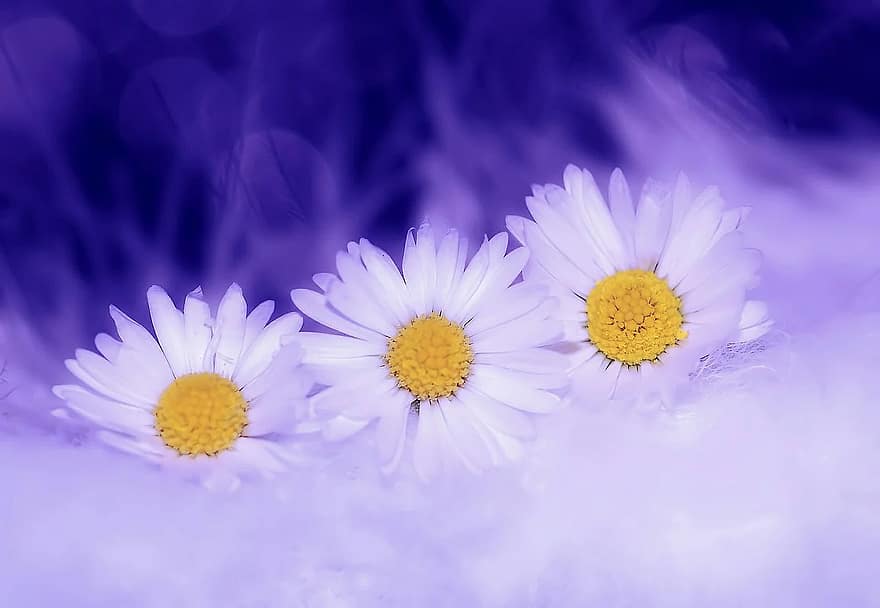 daisy-flowers-white-plant-spring-nature-blossom-bloom-meadow.jpg