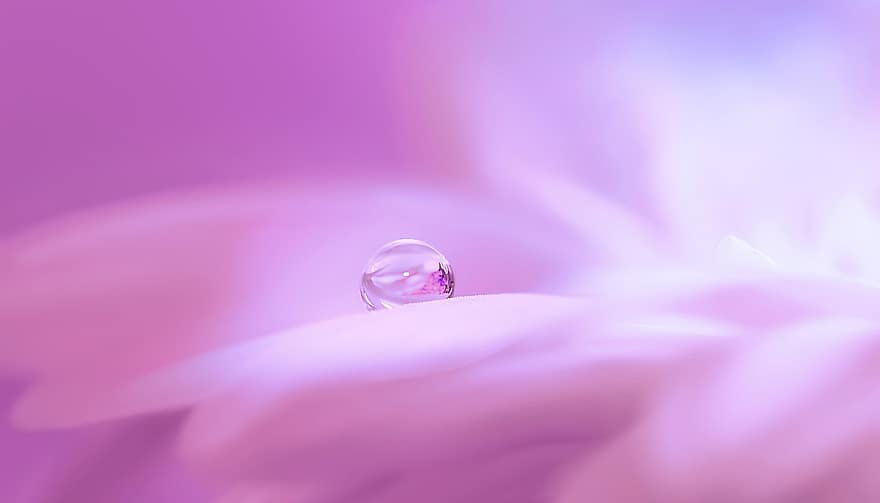 blossom-bloom-flower-drip-drop-of-water-plant-close-up-bokeh-pink.jpg