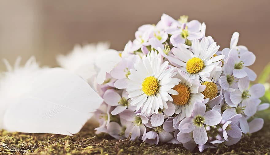 wildflowers-daisy-feather-bird-feathers-nature-wild-flowers-spring-summer-light-purple.jpg