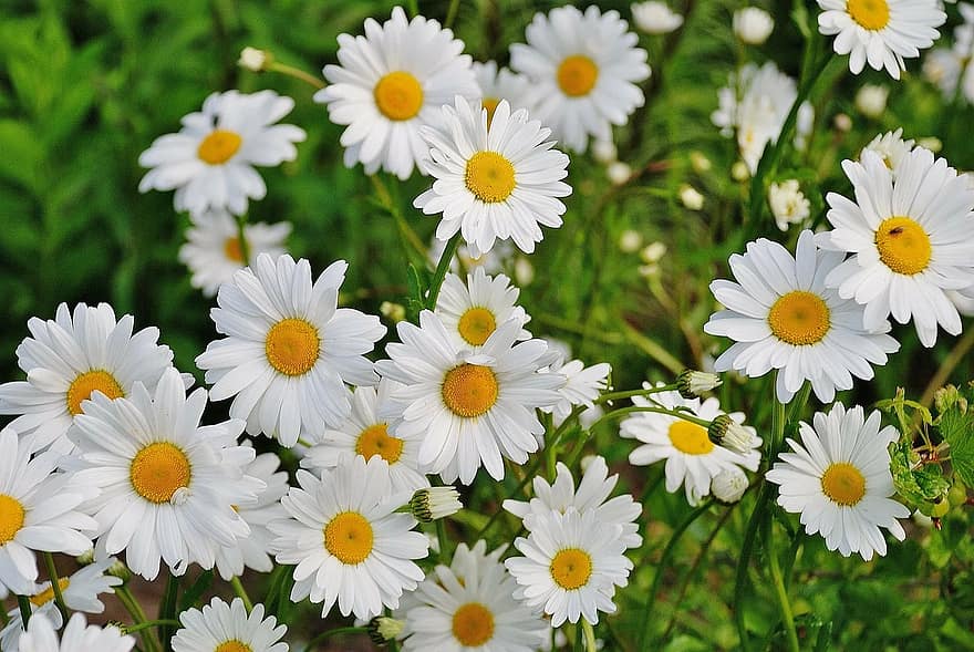 daisy-flower-spring-marguerite-plant-bloom-blossom-colorful-detail.jpg