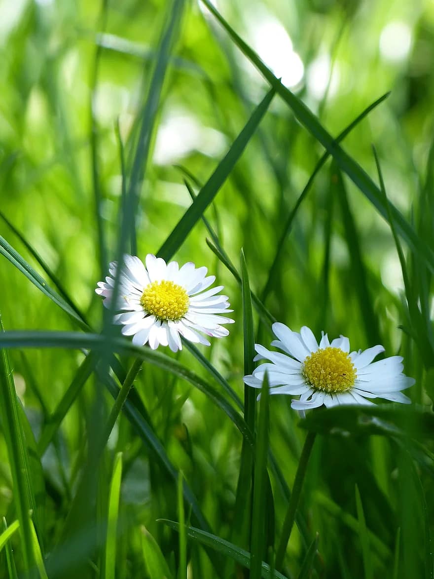 daisy-meadow-flower-meadow-green-spring-nature-grass.jpg