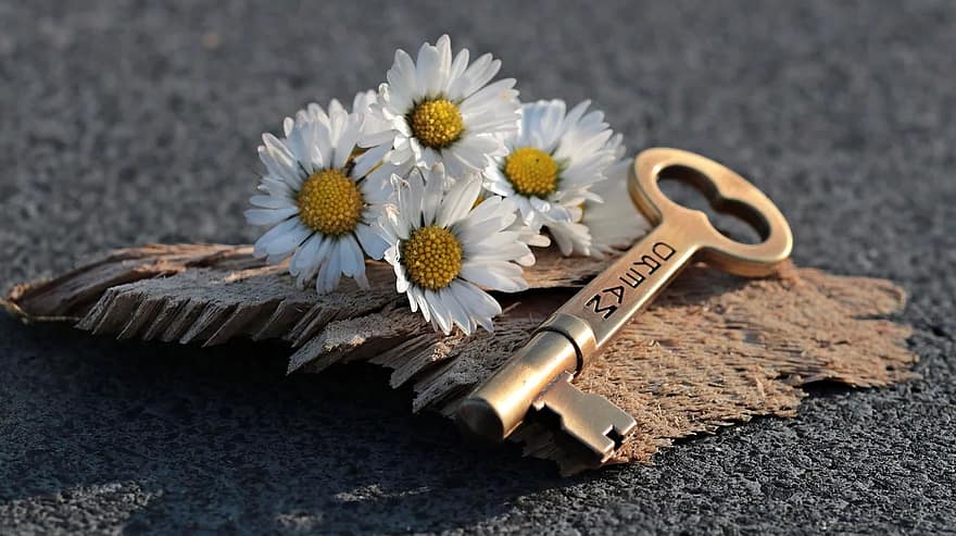 key-heart-daisy-love-wood-valentine-s-day-symbol-romance-romantic.jpg