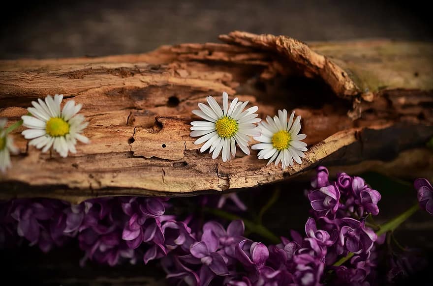 wood-old-wood-weathered-structure-flowers-daisy-lilac-old-cracked.jpg