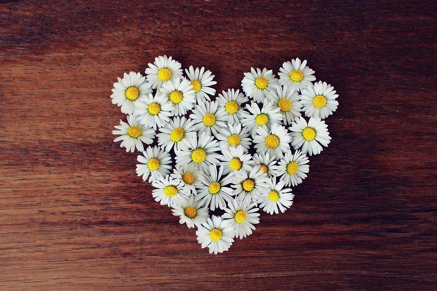 daisy-heart-daisy-heart-love-heart-shaped-romantic-spring-symbol-flowers.jpg