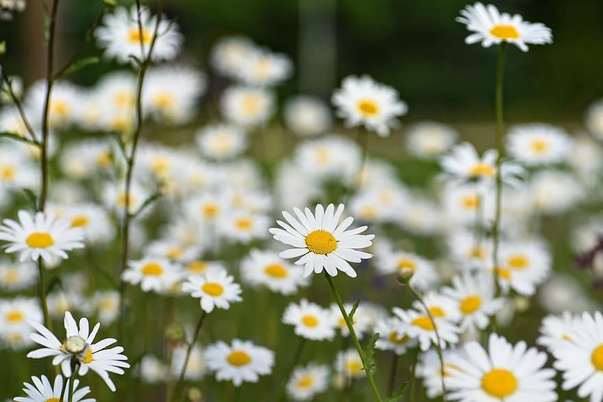 ox-eye-daisy-common-daisy-daisy-leucanthemum-vulgare-flower-plant-bloom-spring-herb.jpg