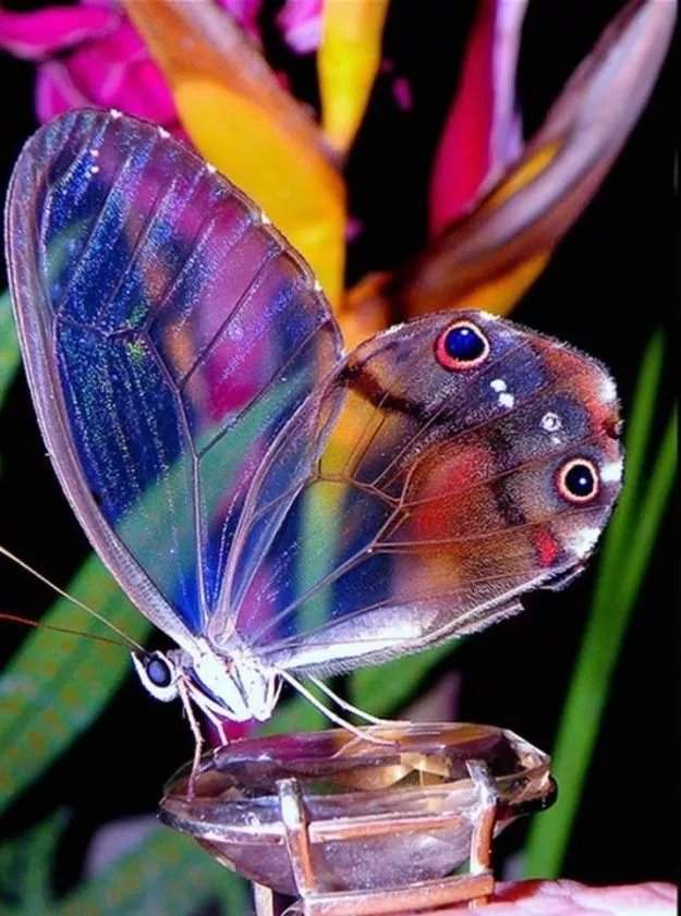 الفراشة ذات الأجنحة الشفافة...