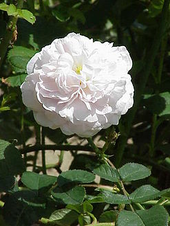 247px-Rosa_alba2.jpg