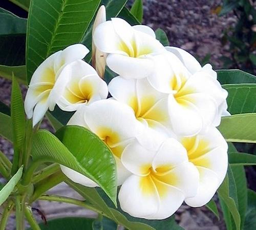 jasmine-flower-21.jpg