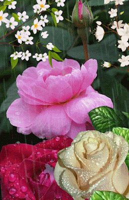 3dlat.net_18_17_f0cd_daf5a76d55203.gif