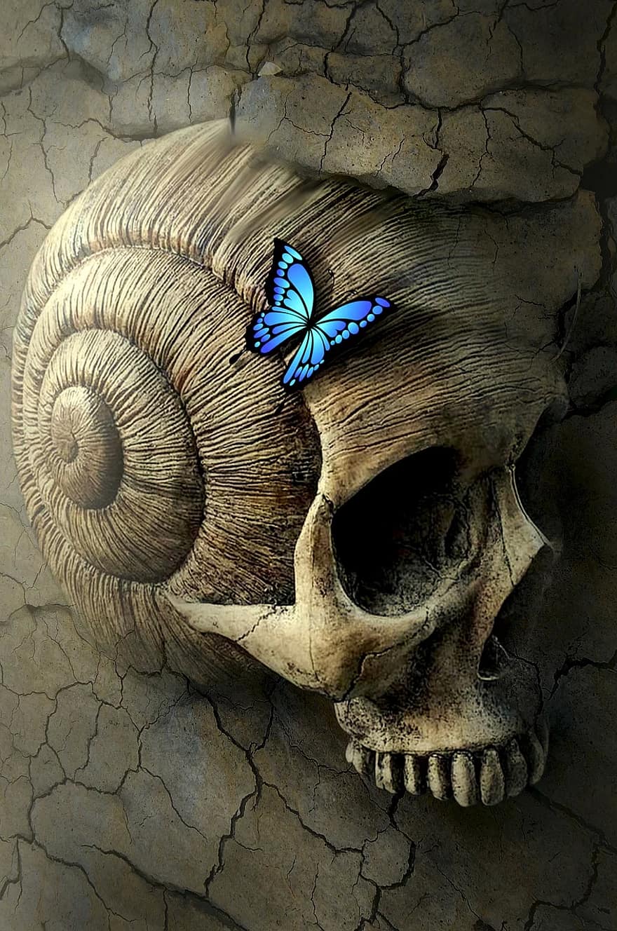 fantasy-book-cover-skull-and-crossbones-snail-butterfly-stone-petrified-fossil-structure.jpg