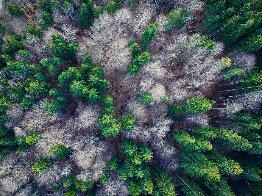 aerial-view-forest-top-forests-from-above-landscape-drone-mood-multicopter.jpg