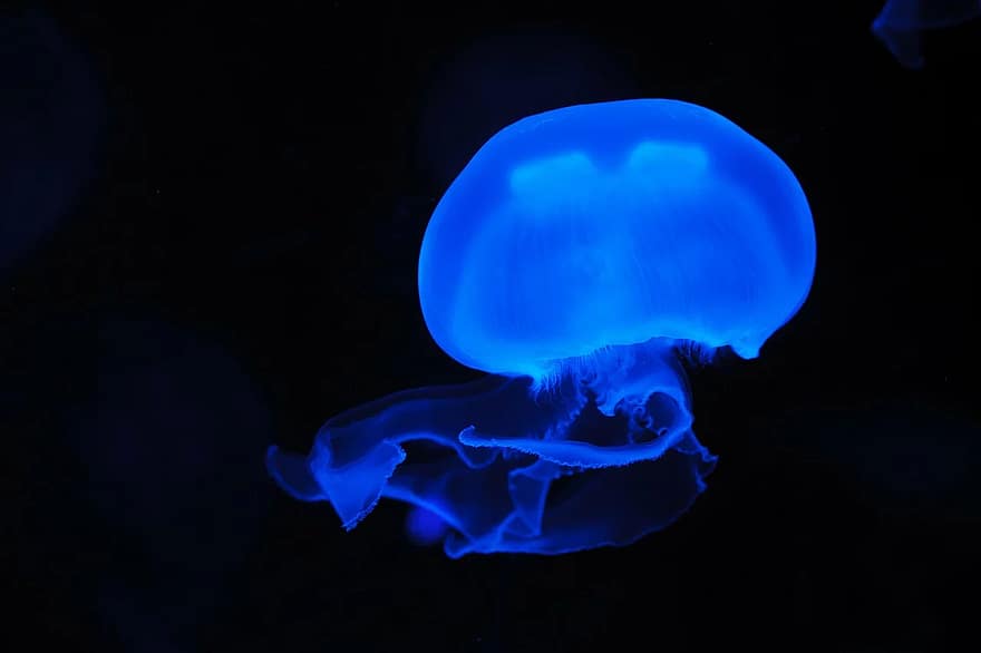 animal-jellyfish-blue-creature-danger-dark-deep-fish-float.jpg
