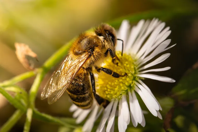 تلوث الهواء يهدد النحل والفراشات بشكل غير مسبوق