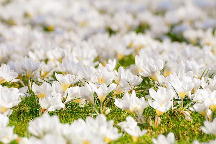 crocus-flower-meadow-white-flowers-bloom-spring-signs-of-spring-lighting-light.jpg
